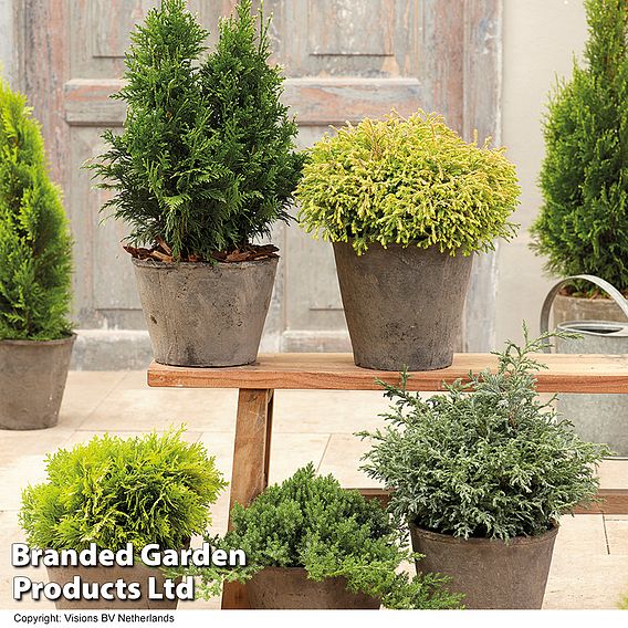 Nurseryman's Choice Conifer Collection