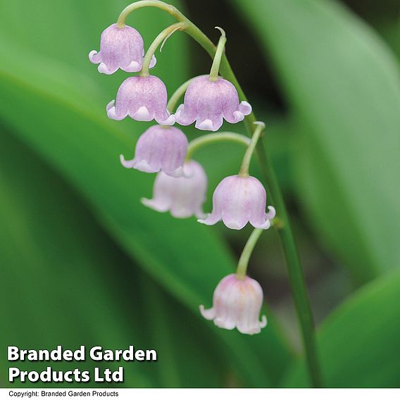 Lily of the Valley (Pink)