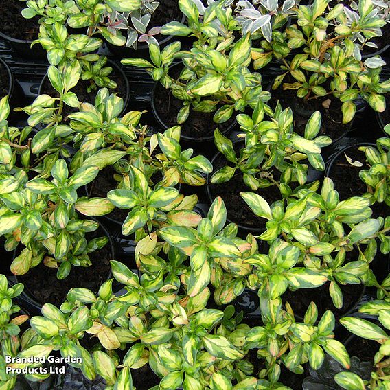 Coprosma 'Trio Collection'