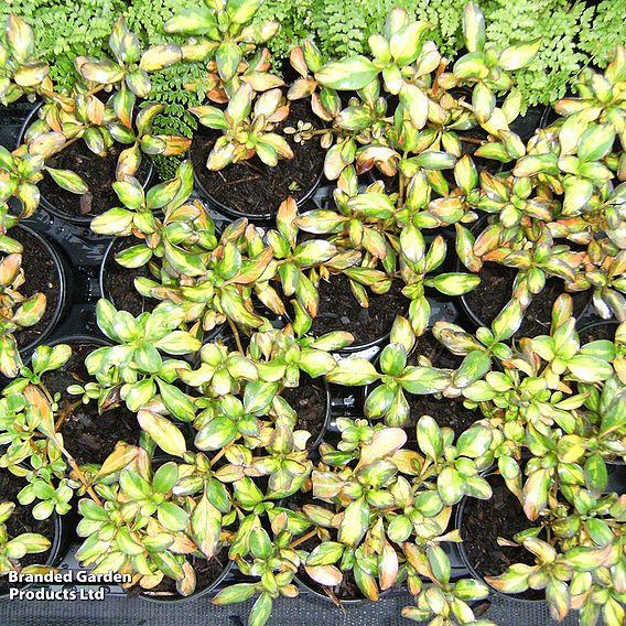 Coprosma 'Trio Collection'