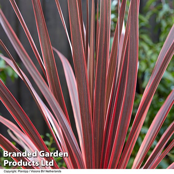 Cordyline 'Charlie Boy'