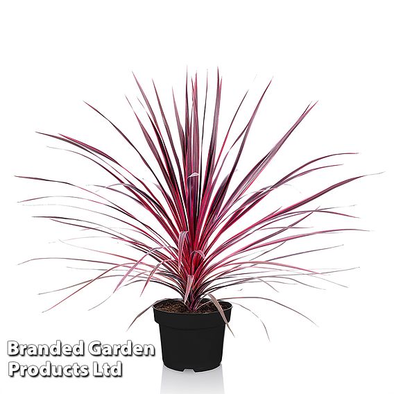 Cordyline 'Charlie Boy'