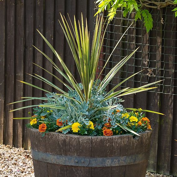 Cordyline 'Sundance'