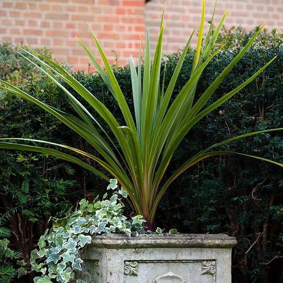 Cordyline 'Sundance'