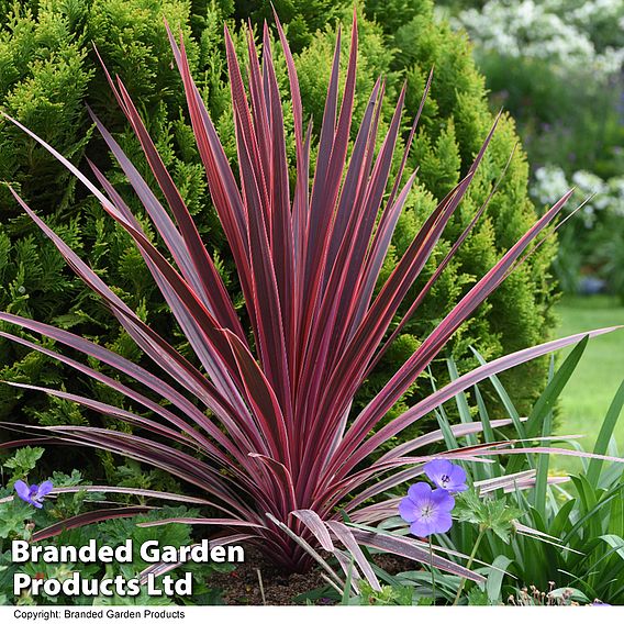 Cordyline 'Torbay Red'