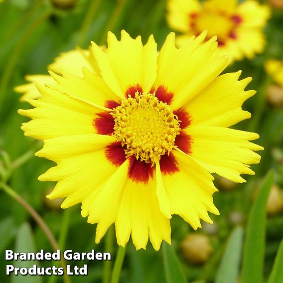 Coreopsis 'Baby Gold'