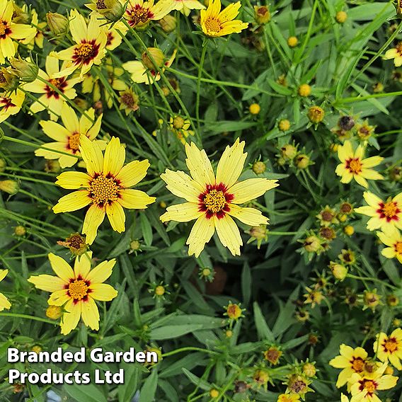 Coreopsis grandiflora 'Domino'