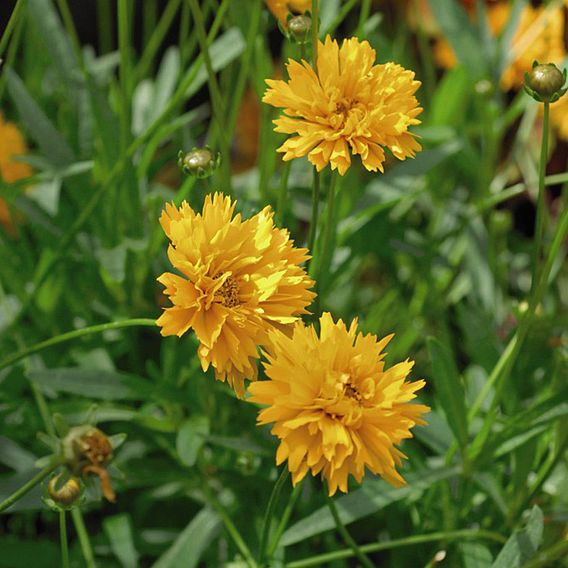 Coreopsis 'Golden Joy'