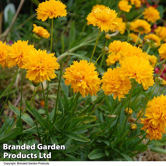 Coreopsis 'Golden Joy'