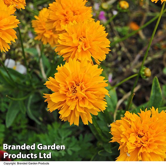 Coreopsis 'Golden Joy'