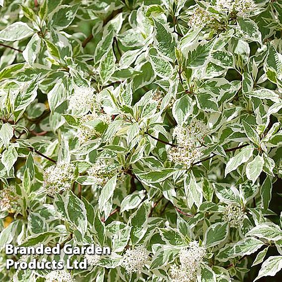 Cornus alba 'Elegantissima'