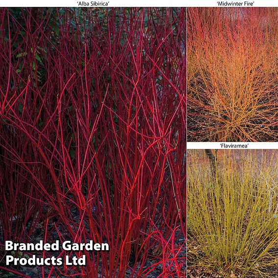 Cornus Winter Stems Collection