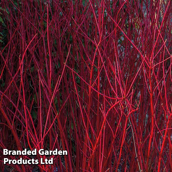 Cornus Winter Stems Collection