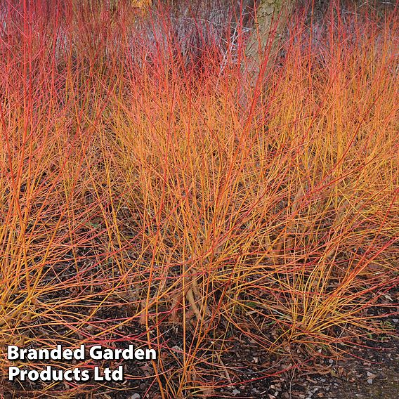 Cornus Winter Stems Collection