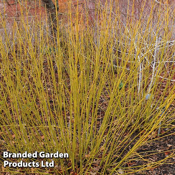 Cornus Winter Stems Collection