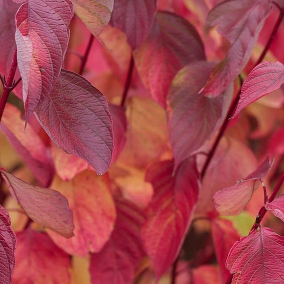 Cornus alba 'Sibirica'