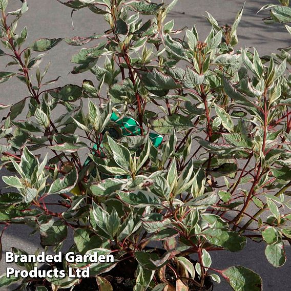 Cornus alba 'Elegantissima'