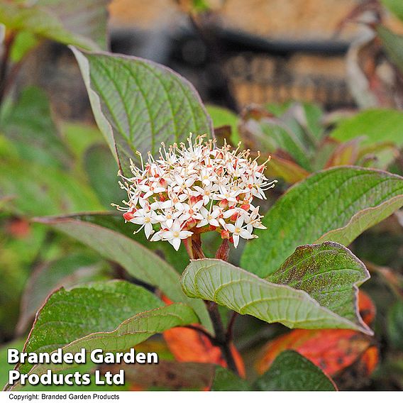 Cornus alba 'Kesselringii'