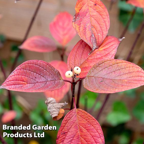 Cornus alba 'Sibirica'