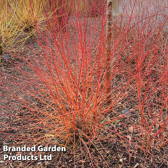 Cornus sanguinea 'Anny's Winter Orange'