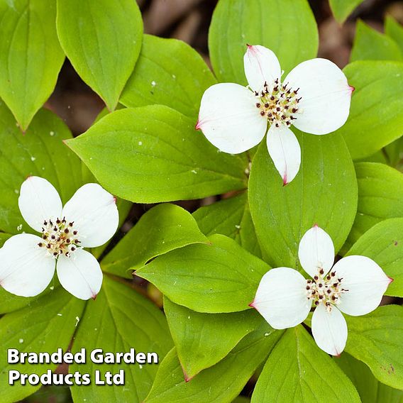 Cornus canadensis