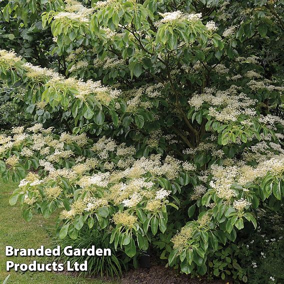 Cornus controversa 'Pagoda'