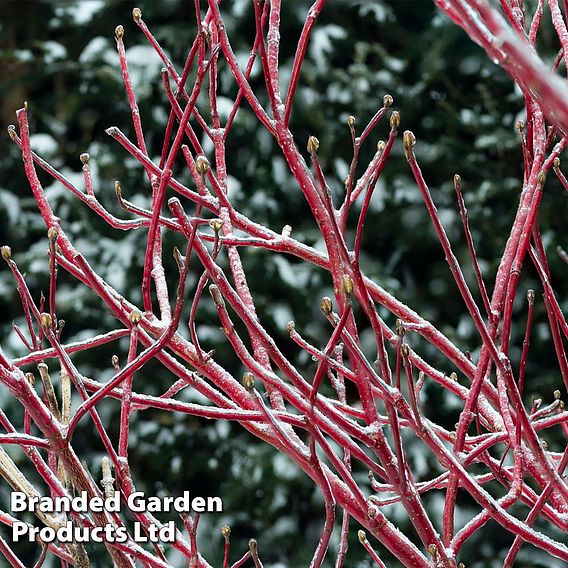 Cornus sericea 'Firedance First Editon'