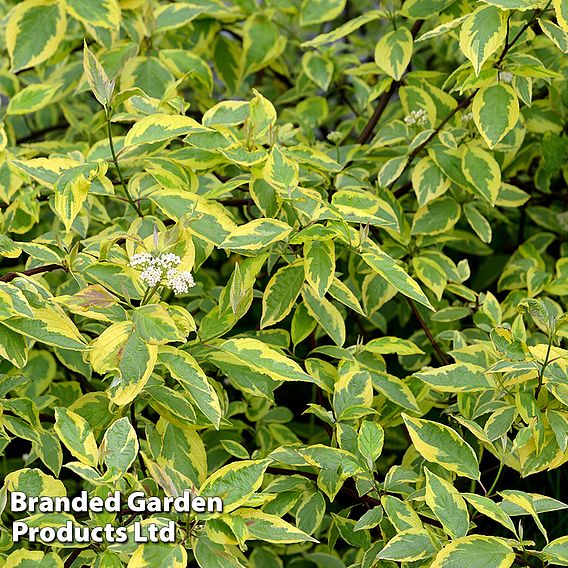 Cornus alba 'Gouchaultii'