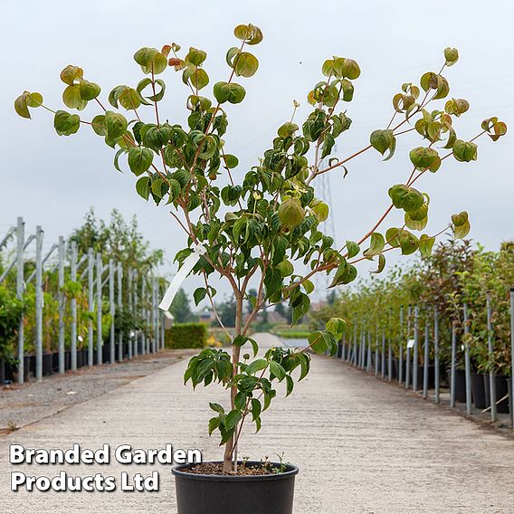 Cornus kousa 'Heart Throb'