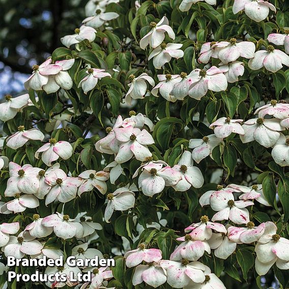 Cornus kousa