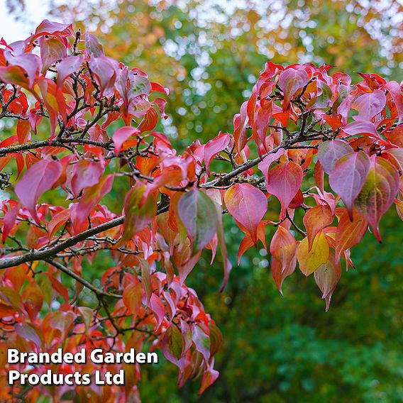 Cornus kousa