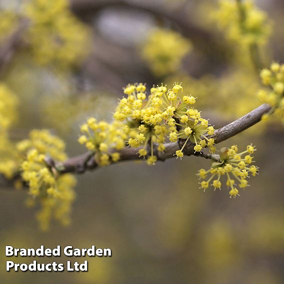 Cornus mas 'Aurea'