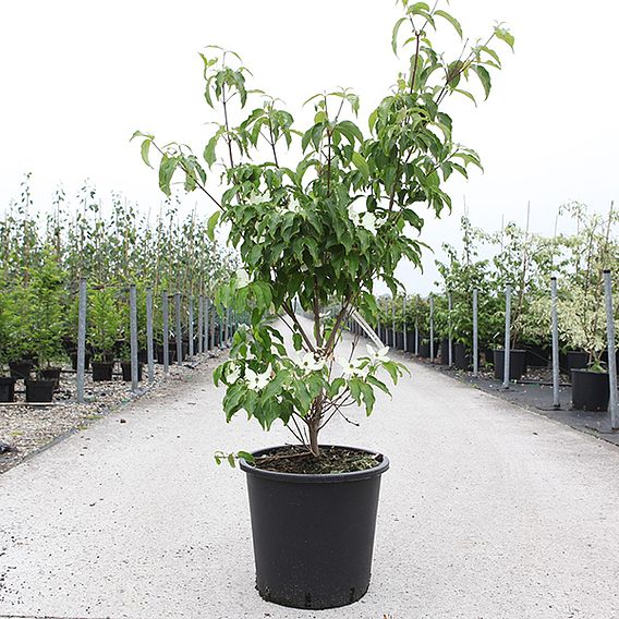 Cornus kousa 'Roberts Select'