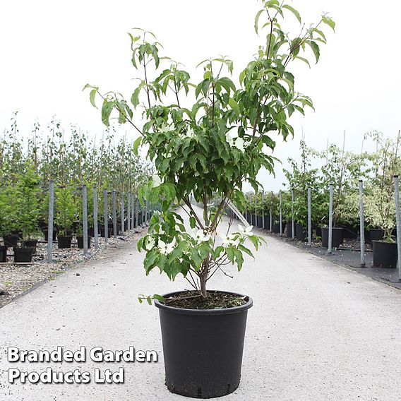 Cornus kousa 'Roberts Select'