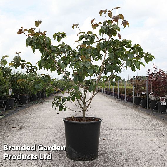 Cornus kousa 'Satomi'