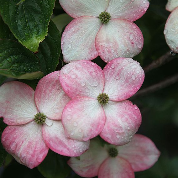 Cornus kousa 'Satomi'