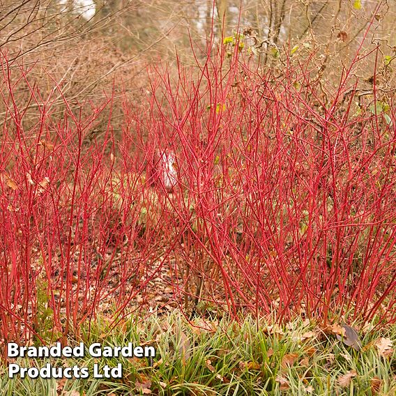 Cornus alba 'Siberian Pearls'