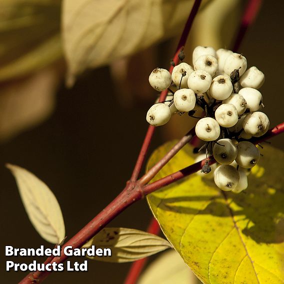 Cornus Winter Duo