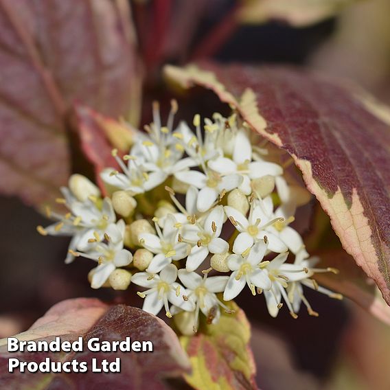 Cornus Winter Duo