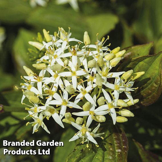 Cornus Winter Duo