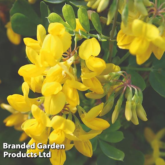 Coronilla Glauca