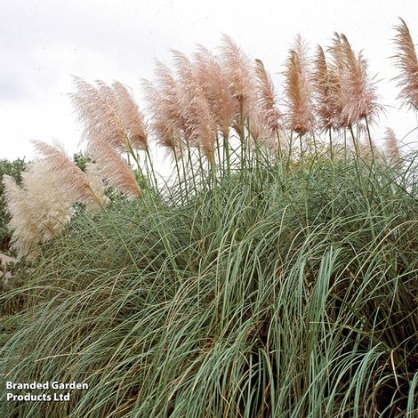 Cortaderia selloana 'Rosea'