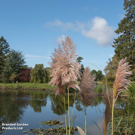 Cortaderia selloana 'Rosea'