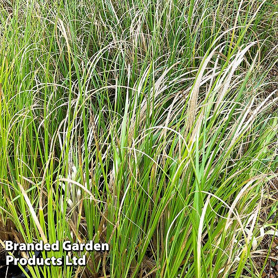 Cortaderia selloana 'White'