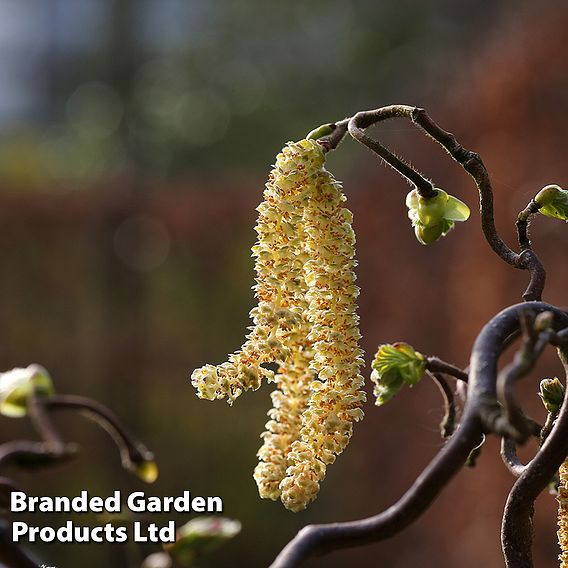 Corylus avellana 'Twister'