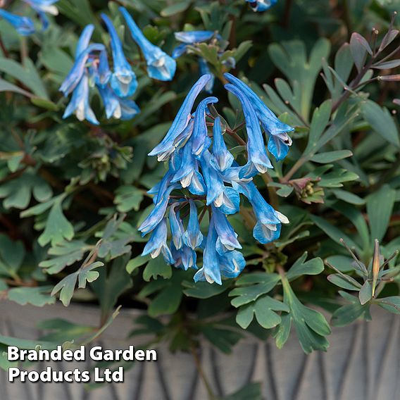 Corydalis 'Blue Heron'