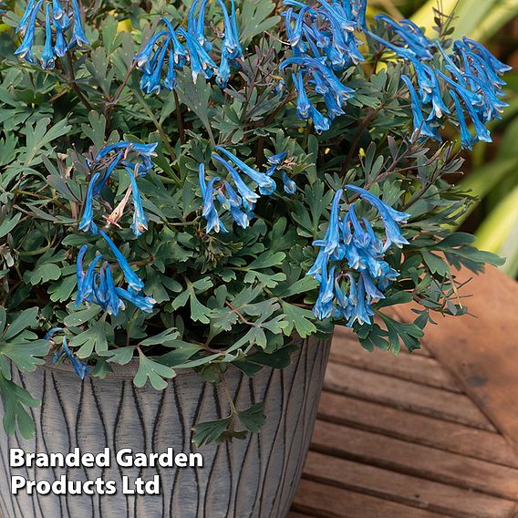 Corydalis 'Blue Heron'