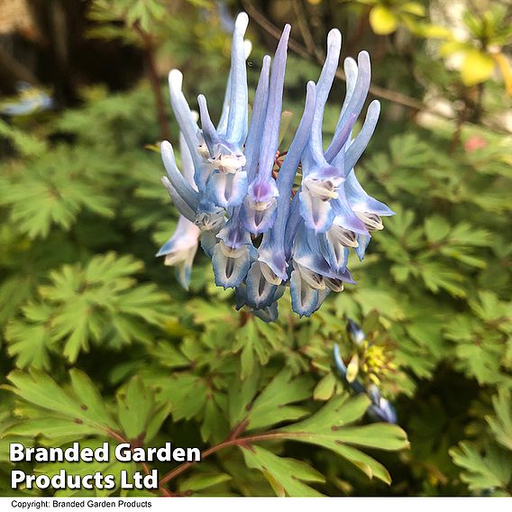 Corydalis flexuosa 'Purple Leaf'