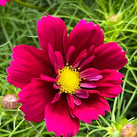 Cosmos bipinnatus 'Fandango' - Seeds