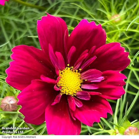 Cosmos bipinnatus 'Fandango' - Seeds